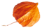 https://cianni-vargas.click/wp-content/uploads/2020/12/small_leaf_05.png